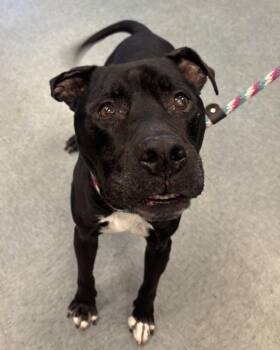 Oldermort - In Foster -  American Bully and Pit Bull Terrier Dog for Adoption in Richmond, Virginia - Oldermort - In Foster | PetCurious