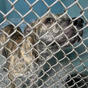 Ace -  Mixed Breed Dog for Adoption in Port Charlotte, Florida - Ace | PetCurious