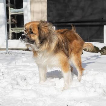Tibetan Spaniel Dogs Available for Adoption - Ginger | PetCurious