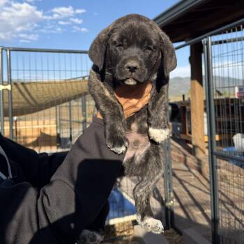 729 (2026) Orsino -  Cane Corso Dog for Adoption in Parker, Colorado - 729 (2026) Orsino | PetCurious