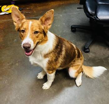 Misty -  Australian Shepherd Dog for Adoption in Council Bluffs, Iowa - Misty | PetCurious