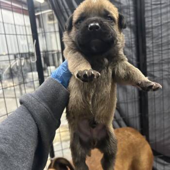 Shepherd Dogs Available for Adoption - Mugsy | PetCurious