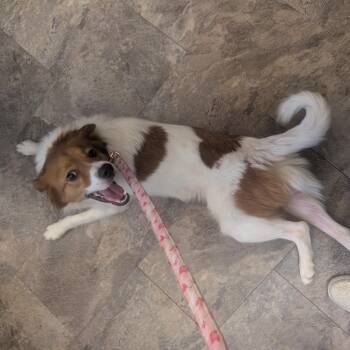 Rescue Golden Retriever and Spaniel Dogs for Adoption in Baker, Louisiana - Fiona | PetCurious