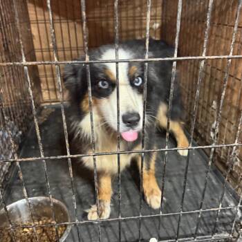 Faith -  Australian Shepherd Dog for Adoption in Anahuac, Texas - Faith | PetCurious