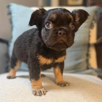 Dumpling -  French Bulldog Dog for Adoption in Las Vegas, Nevada - Dumpling | PetCurious