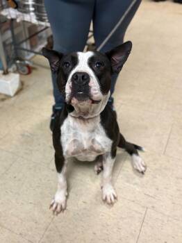 Rescue Pit Bull Terrier and Mixed Breed Dogs for Adoption in Chillicothe, Ohio - Nova Lee | PetCurious