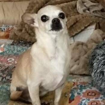 Chihuahua Dogs Available for Adoption in Durham, North Carolina - Lil Man | PetCurious