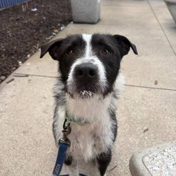 Mixed Breed Dogs Available for Adoption in Columbia, Missouri - Ilya Rosanov | PetCurious