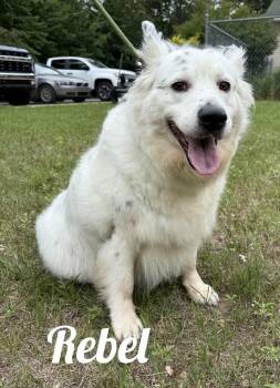 Rebel -  Great Pyrenees and English Setter Dog for Adoption in Manistee, Michigan - Rebel | PetCurious