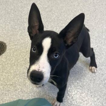Subbey Way -  Labrador Retriever and Husky Dog for Adoption in Kanab, Utah - Subbey Way | PetCurious
