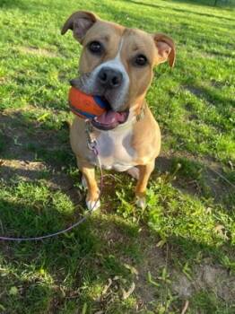 Rescue Pit Bull Terrier and Labrador Retriever Dogs for Adoption in Burlington, Wisconsin - Morrie | PetCurious
