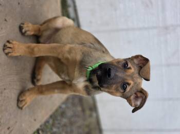 German Shepherd Dog Dogs Available for Adoption - Lily | PetCurious