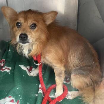 Pepper -  Mixed Breed Dog for Adoption in Philadelphia, Pennsylvania - Pepper | PetCurious
