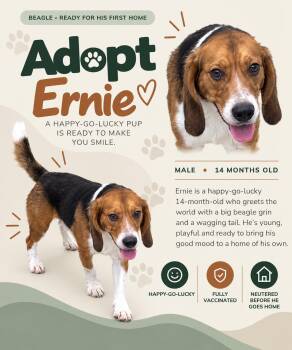 Ernie -  Beagle Dog for Adoption in Bothell, Washington - Ernie | PetCurious