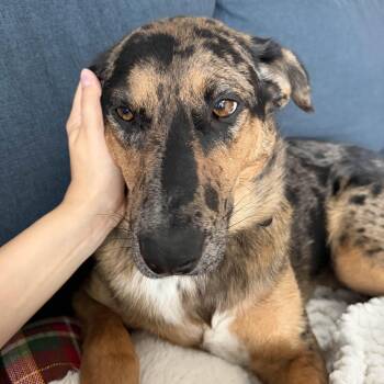 Missy -  Mixed Breed Dog for Adoption in Oakville, Ontario - Missy | PetCurious