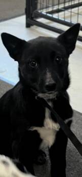 Border Collie and Australian Cattle Dog Blue Heeler Dogs Available for Adoption in Newaygo, Michigan - MARCO | PetCurious