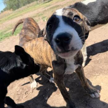 Dean -  Boxer and Mixed Breed Dog for Adoption - Dean | PetCurious