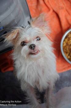 Daisy -  Chihuahua and Shih Tzu Dog for Adoption in Fort Wayne, Indiana - Daisy | PetCurious