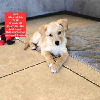 Cece -  Yellow Labrador Retriever Dog for Adoption in Oviedo, Florida - Cece | PetCurious