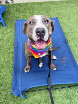 Pit Bull Terrier Dogs Available for Adoption - Scottie | PetCurious