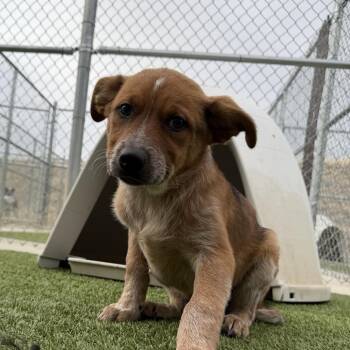 Cattle Dog and Mixed Breed Dogs Available for Adoption - Andy Dwyer | PetCurious