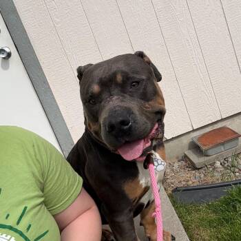 Mixed Breed Dogs Available for Adoption in Spokane, Washington - Taz | PetCurious