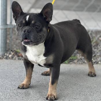 60580077 -  French Bulldog Dog for Adoption in Elko, Nevada - 60580077 | PetCurious