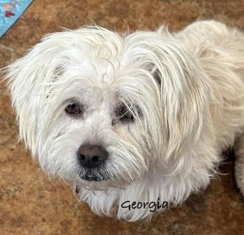 Georgia -  Maltese Dog for Adoption in Las Vegas, Nevada - Georgia | PetCurious