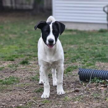 Great Pyrenees and American Staffordshire Terrier Dogs Available for Adoption - Colby The Pyrenees Mix Puppy- He LOVES Kids! | PetCurious
