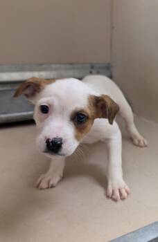 Bashful -  Mixed Breed Dog Available for Adoption in Havre, Montana - Bashful | PetCurious