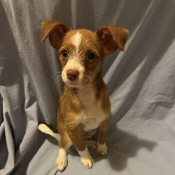 Simon -  Yorkshire Terrier and Miniature Pinscher Dog for Adoption in Fairmont, Minnesota - Simon | PetCurious