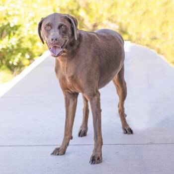 Pepsi -  Chocolate Labrador Retriever Dog for Adoption in Abilene, Texas - Pepsi | PetCurious