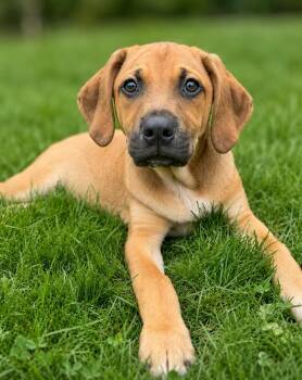 Rosie -  Mixed Breed Dog Available for Adoption in Lindenhurst, New York - Rosie | PetCurious