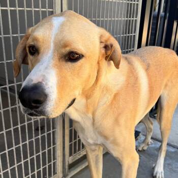Rocky -  Great Pyrenees Dog for Adoption in Belleville, Illinois - Rocky | PetCurious