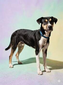 OTTO -  Mixed Breed Dog for Adoption in Jacksonville, Florida - OTTO | PetCurious