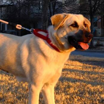 Anatolian Shepherd Dogs Available for Adoption - Tilly | PetCurious