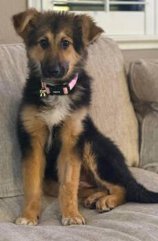 Collie and German Shepherd Dog Dogs Available for Adoption - Toshi | PetCurious