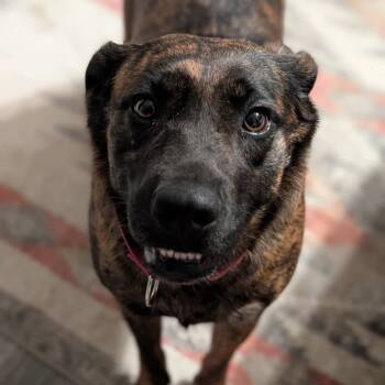 Rescue Mixed Breed Dogs for Adoption in Perryville, Arkansas - Serenity | PetCurious