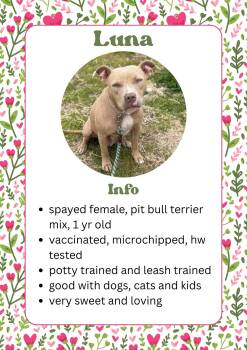 Luna -  Pit Bull Terrier Dog Available for Adoption in Greensburg, Indiana - Luna | PetCurious
