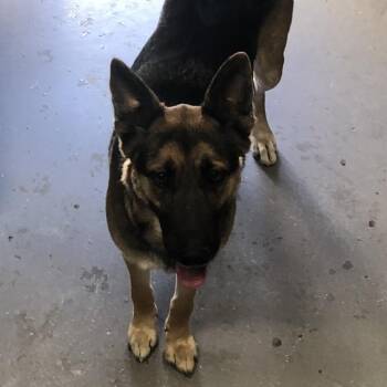 German Shepherd Dog Dogs Available for Adoption in Yuma, Arizona - Penny | PetCurious