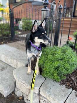 Wilma -  Shepherd Dog Available for Adoption - Wilma | PetCurious