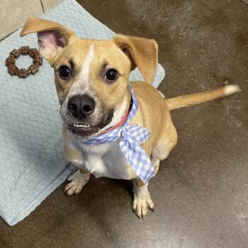 Rescue Labrador Retriever and Mixed Breed Dogs for Adoption in Springfield, Missouri - Perry | PetCurious