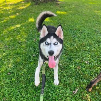 Pogo -  Husky Dog for Adoption in Greensburg, Pennsylvania - Pogo | PetCurious