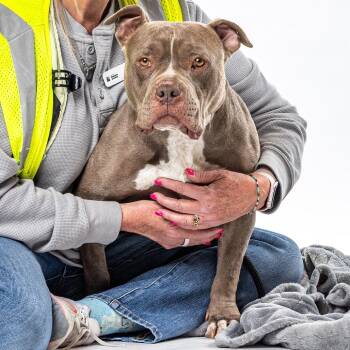 Pit Bull Terrier and Mixed Breed Dogs Available for Adoption - Puddin | PetCurious