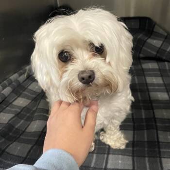 Zeuz STRAY HOLD ENDS 9/8/26 -  Maltese Dog for Adoption in Spokane, Washington - Zeuz STRAY HOLD ENDS 9/8/26 | PetCurious