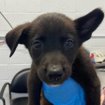 Manuela -  Terrier and Shepherd Dog for Adoption in Hattiesburg, Mississippi - Manuela | PetCurious