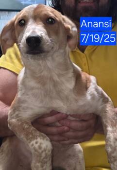 Rescue Mixed Breed Dogs for Adoption in Fort Stockton, Texas - Anansi | PetCurious