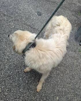 Ic-9 -  Great Pyrenees Dog for Adoption in Lawrenceville, Georgia - Ic-9 | PetCurious