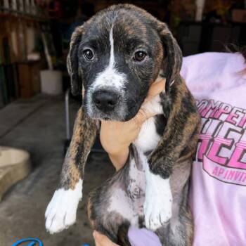 Rome -  Pit Bull Terrier and Mixed Breed Dog for Adoption in Northville, Michigan - Rome | PetCurious