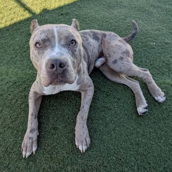 Merle Haggard -  American Staffordshire Terrier Dog for Adoption in Sparta, Wisconsin - Merle Haggard | PetCurious
